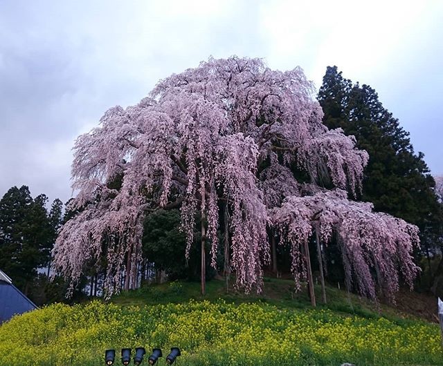 福島ドライブ(1)
