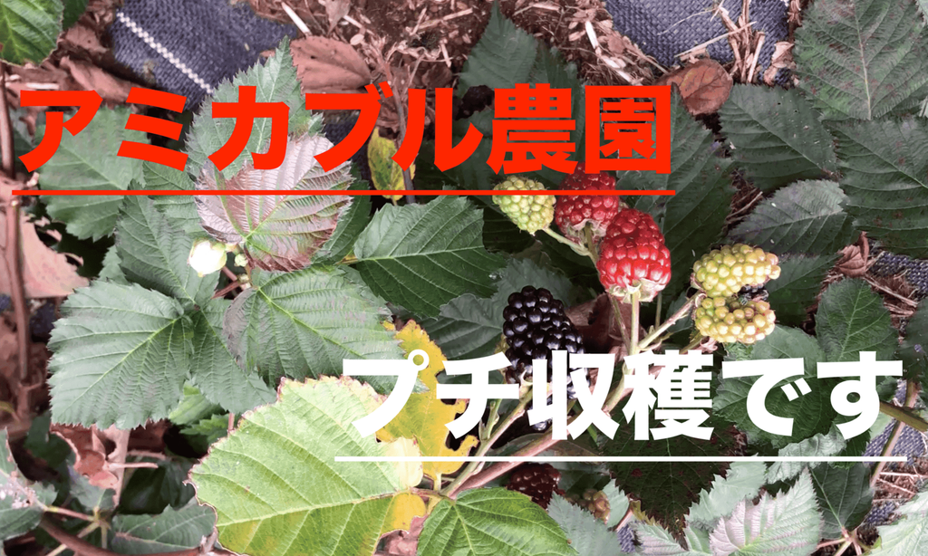 牛久市　蓄電池　太陽光発電　工事　業者　自社施工　アミカブル農園　ブラックベリー収穫